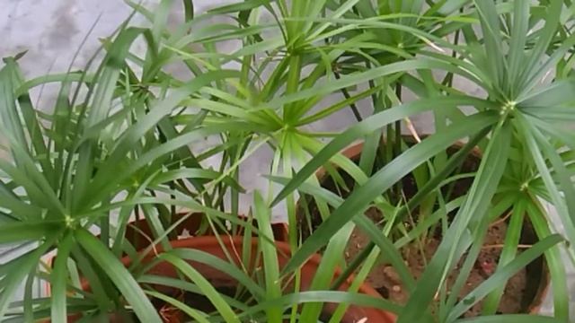 # 6 Alia's Garden How to care and propagate Umbrella palm Cyperus Papyrus Nile Grass Urdu Hindi смотреть онлайн