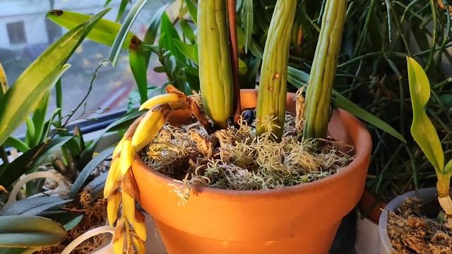 Coelogyne Rochussenii. Первое домашнее цветение. смотреть онлайн