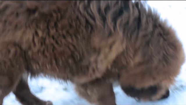 Лавр- тибетский мастиф (питомник GRANDBIS) 2 смотреть онлайн