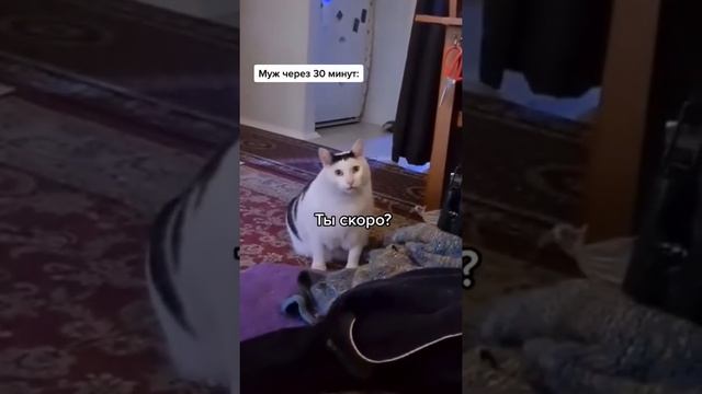 Мем с котом бендером