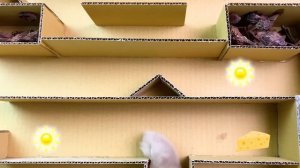 HAMSTER vs ZOMBIE 😱😱🐹 Hamster Escape Obstacle Course Cardboard ZOMBIE
