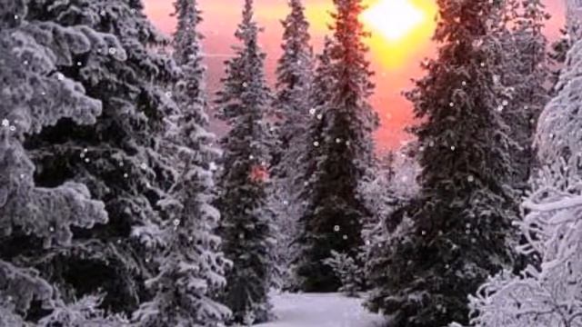 КРАСОТА ЗИМНЕГО ЛЕСА!