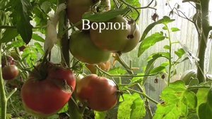 60 лучших сортов томатов - сезон 2021. Часть 1.mp4