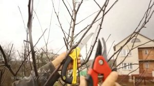 Яблоня: учимся обрезать. Обрезка плодовых деревьев - Уроки Николая Рабушко.