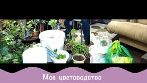 Про моду на растения, уход и содержание.