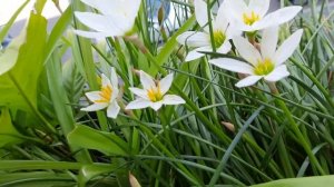 зефирантес белый