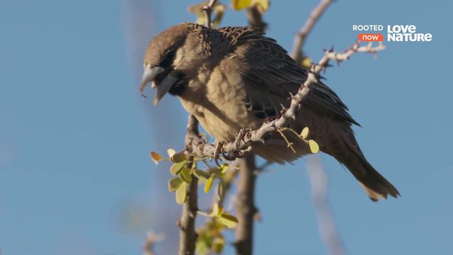 От корня до кроны: тайны деревьев / Rooted Серия 1 История акации смотреть онлайн