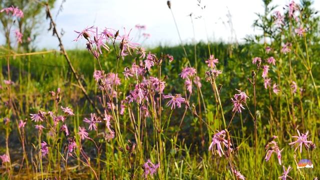 Красивая Природа и Нежный Закат на Лугу | Звуки Природы, Пение Птиц, Звуки Сверчков, для Релаксации