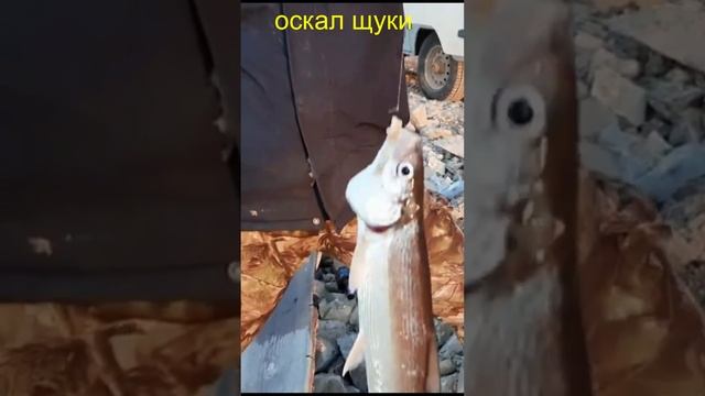 #shorts#На крючок хороший сижок. Рыбалка резинкой..avi