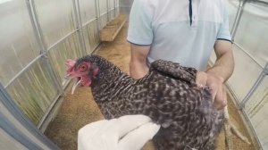 Вакцинация сельскохозяйственной птицы от болезни Марика.