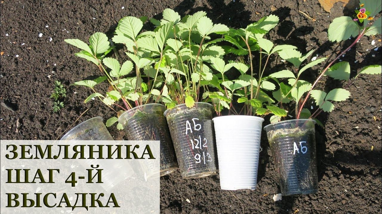 Земляника из семян. Высадка в открытый грунт / 2 способа высаживания