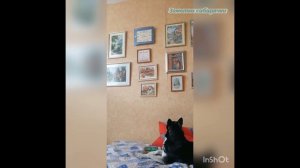 Собака и часы