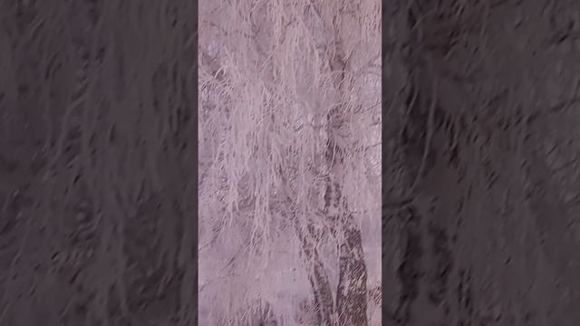 #shorts#зима#красивыеместа#Пушистые Берёзки смотреть онлайн