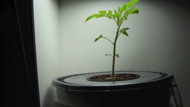 Roma Tomatoes pt2.m4v смотреть онлайн