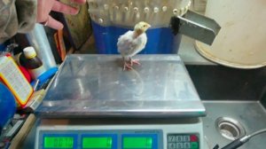 Битва кормов! BEST или МЕГАКОРМ, старт! Что лучше для перепелов.