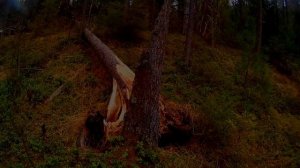 Зимовье в тайге/Ток/Избушка еловая/taiga