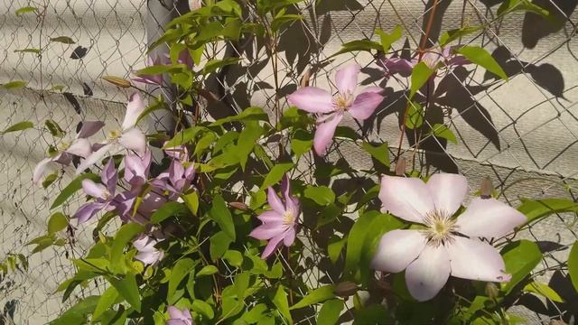 клематис 'Proteus' (Протеус) смотреть онлайн