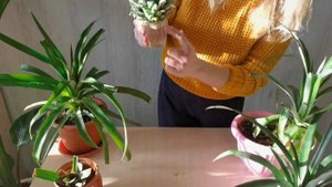 Как вырастить ананас дома