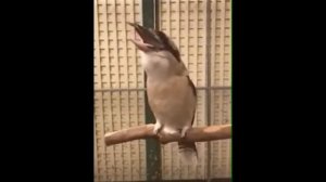 Ночная птица кукапара страшный смех??