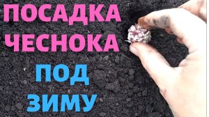 Чеснок сажаю только так. Всегда с урожаем! Посадка чеснока под зиму