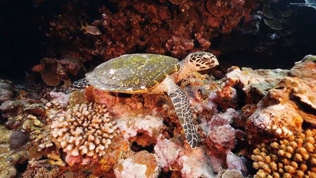 Самая красивая мелодия в мире! Самые красивые и волшебные песни о любви! Музыка Сергея Грищука#8