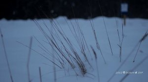 Тест Canon 600D 50mm f1.8.m2t Видео
