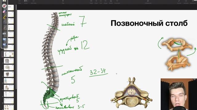 6.12. Строение скелета: Позвоночный столб. Грудная клетка | Анатомия к ЕГЭ | Георгий Мишуровский