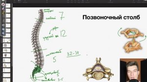 6.12. Строение скелета: Позвоночный столб. Грудная клетка | Анатомия к ЕГЭ | Георгий Мишуровский
