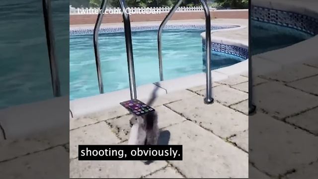 What is Squirrel with a Gun? It is a squirrel with a gun. #squirrel #pc #gaming #shorts смотреть онлайн