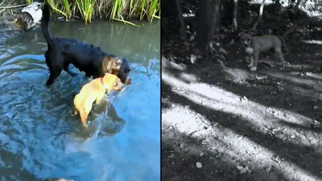 Amstaff puppy evolution 2-6 months смотреть онлайн