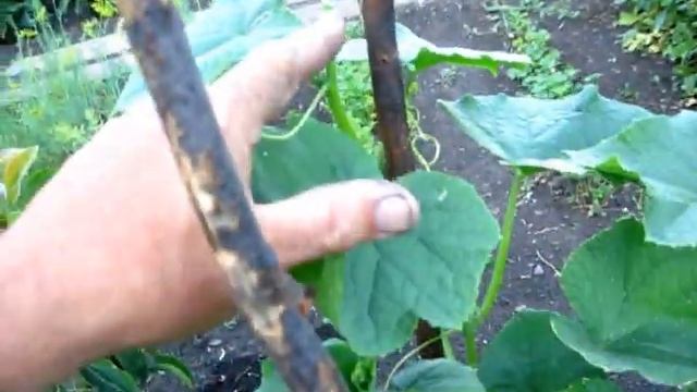 ВО ! Как выросли ОГУРЦЫ В ВЕДРЕ смотреть онлайн