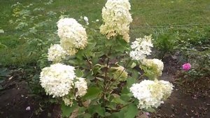 Красота розы Эмейзинг Грейс.