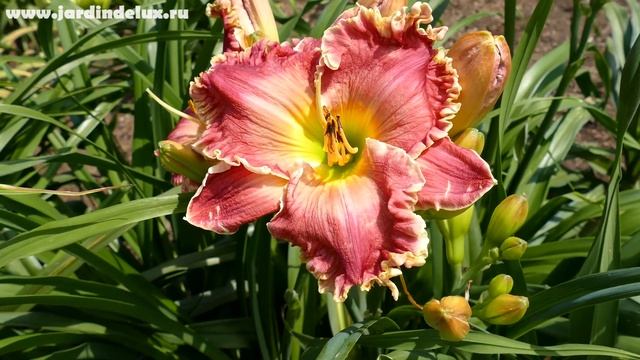 Цветение сортового лилейника WATERMELON RED в саду www.jardindelux.ru смотреть онлайн