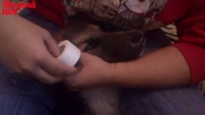 Как ПОСТАВИТЬ УШИ щенку немецкой овчарки ЛЕГКО И ПРОСТО!  Мокрый нос Бейлис