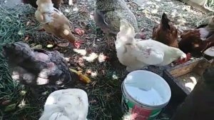 Лимонная кислота?? панацея для кур несушек и цыплят ???