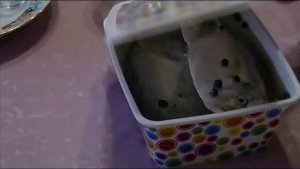 Рыба пряного посола . Рыбка Вомер(рыбка луна)