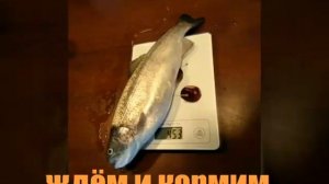 Выращивание форели личный опыт 2017.