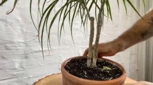 Попытка сращивания трех стволов драцены в один