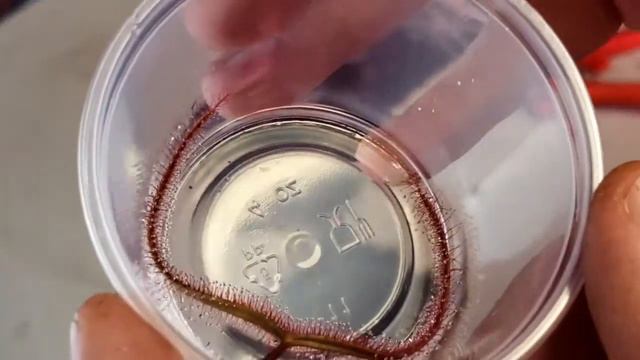 How To Grow Drosera Binata (Carnivorous Plant Grow Guide) OLD смотреть онлайн