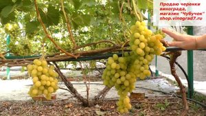 Виноград КРАСАВЧИК - "мускатная заманушка" - ультраранний с мускатом, грозди по 2 кг, крупные ягоды