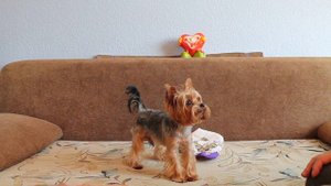 Йоркширский терьер - Артист ч 7. Улыбка и поклон благодарным зрителям.