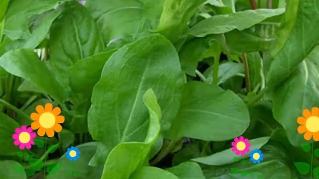 Щавель бельвийский. Краткий обзор: Щавель бельвийский описание характеристик, где купить семена смотреть онлайн