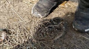 Дикий заяц дома. Как вырастить зайчонка? С чего начать?