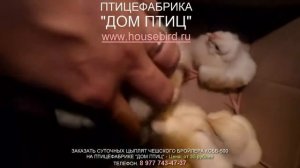 Суточные цыплята КОББ-500 (Чехия)