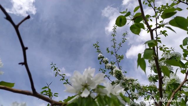 Цветущая природа у Байкала в июне