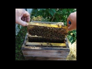 Безрамочный улей "ВЕРЕСК". Расширение.