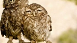 Мир похож на цветной луг