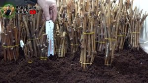 Проращивание черенков винограда в кильчеваторе.