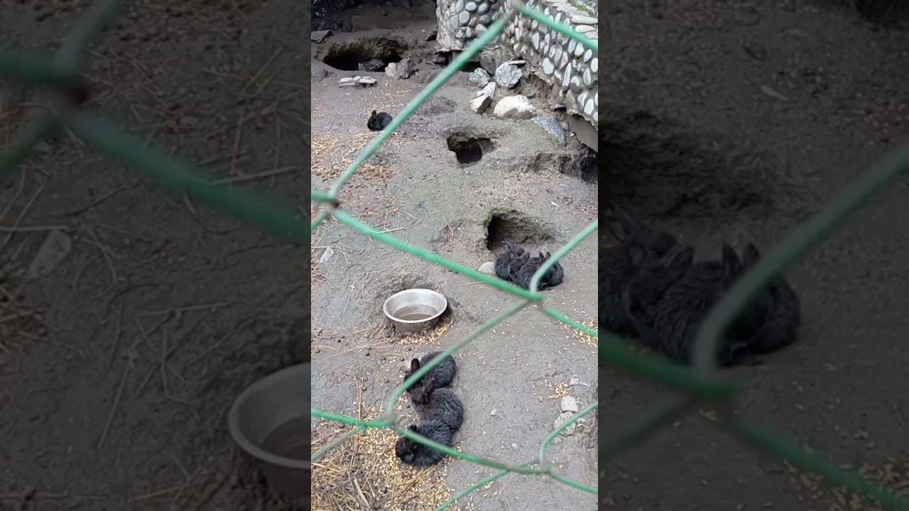 дети кроликов смотреть онлайн