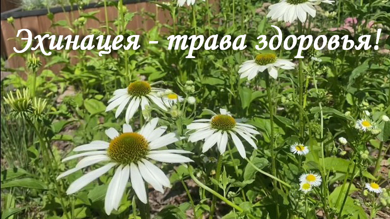 Эхинацея - трава здоровья!